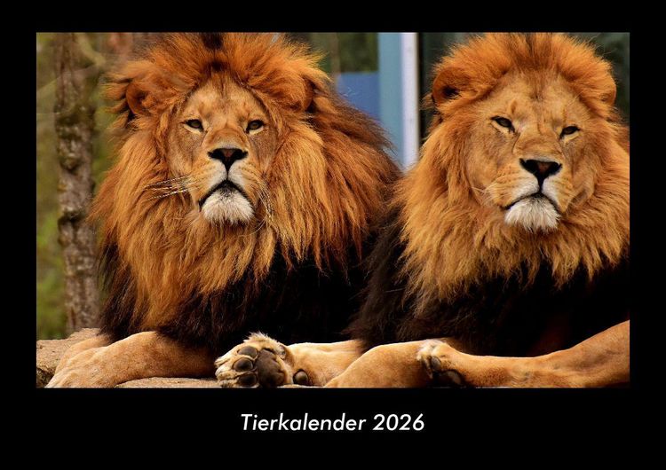 Produktbild: Tierkalender 2026 Fotokalender DIN A3
