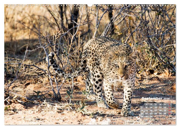 Produktbild: Namibia, Sch&ouml;nheit und Vielfalt (hochwertiger Premium Wandkalender 2026 DIN A2 quer), Kunstdruck in Hochglanz