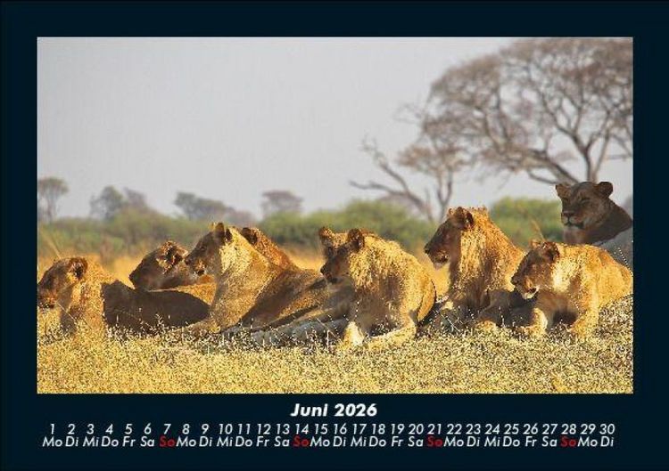 Produktbild: L&ouml;wen in der Wildnis 2026 Fotokalender DIN A5