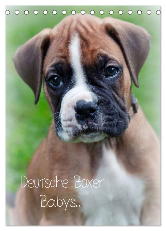 Produktbild: Deutsche Boxer Babys... (Tischkalender 2026 DIN A5 hoch), CALVENDO Monatskalender