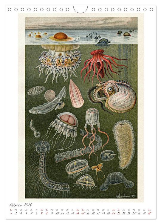 Produktbild: Formenspiele der Evolution. Chromolithographien des 19. Jahrhunderts (Wandkalender 2026 DIN A4 hoch), CALVENDO Monatskalender