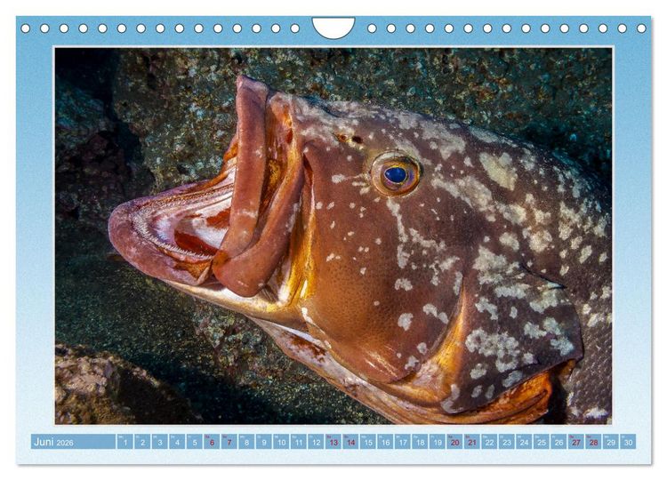 Produktbild: fisch portrait (Wandkalender 2026 DIN A4 quer), CALVENDO Monatskalender
