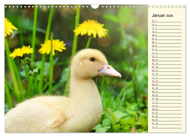 Produktbild: Entz&uuml;ckende Entenk&uuml;ken (Wandkalender 2026 DIN A3 quer), CALVENDO Monatskalender