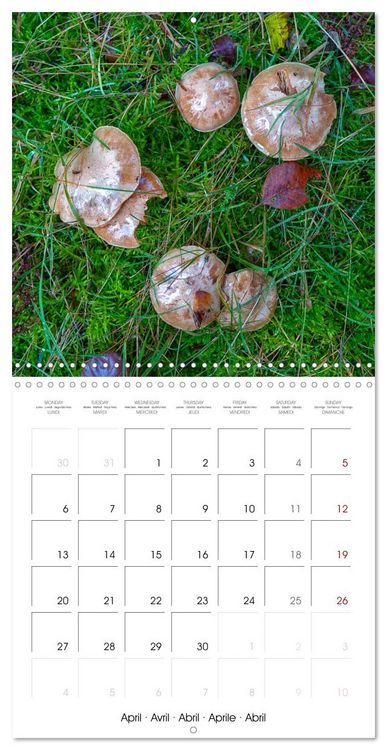 Produktbild: Champignons grignot&eacute;s (Calendrier mural carr&eacute; 2026 30x30 cm) Calendrier double avec une page pour vos prises de notes