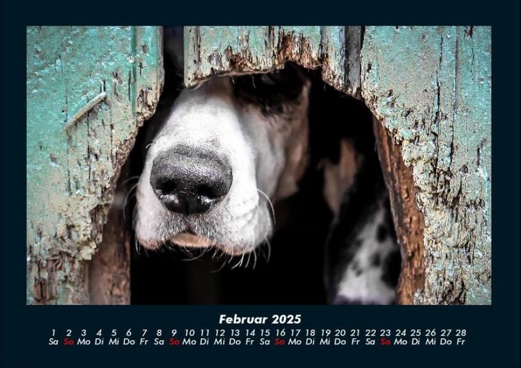 Produktbild: Hunde 2025 Fotokalender DIN A4