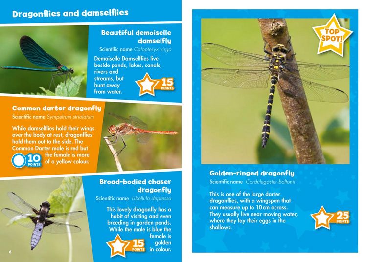 Produktbild: Ispy Creepy Crawlies Pb