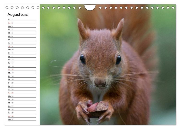 Produktbild: Guck mal, ein Eichh&ouml;rnchen! (Wandkalender 2026 DIN A4 quer), CALVENDO Monatskalender