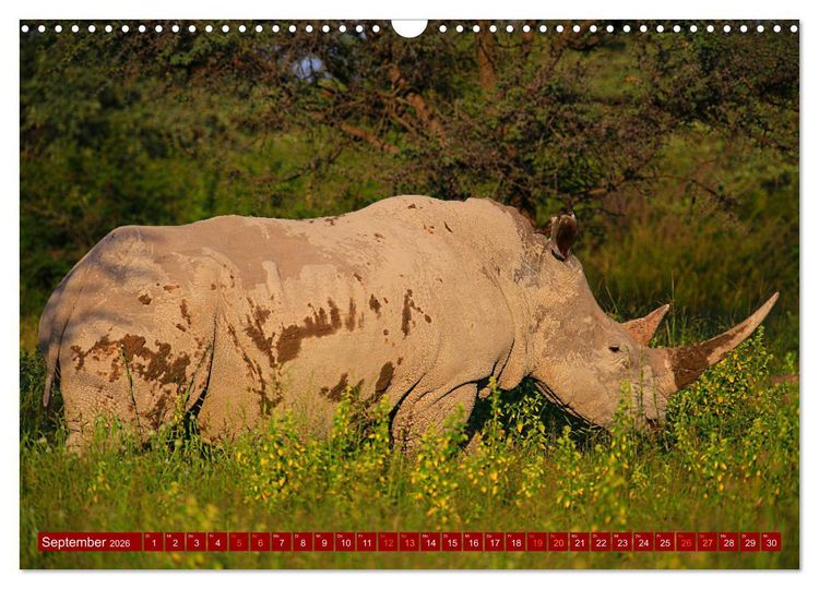 Produktbild: Botswana- Pirschfahrt mit Garantie auf Wildlife (Wandkalender 2026 DIN A3 quer), CALVENDO Monatskalender
