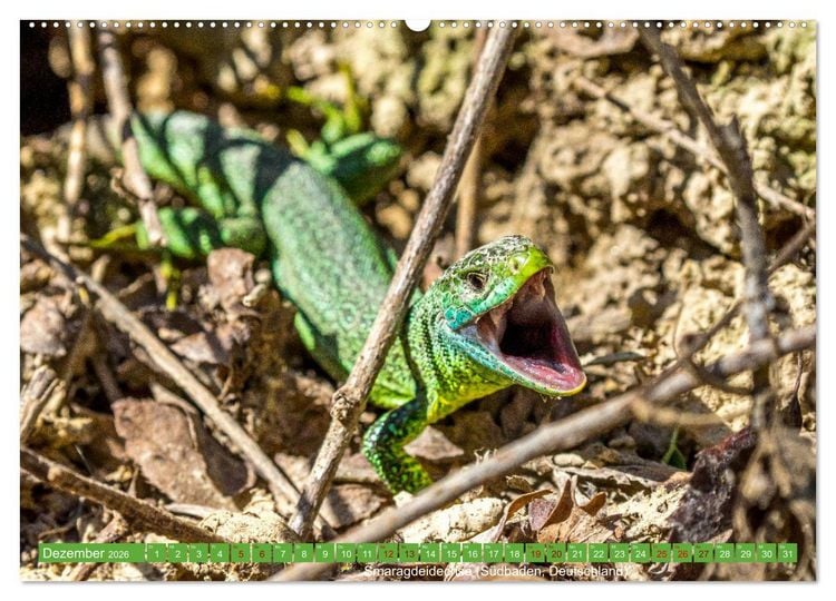 Produktbild: Reptilien wild und sch&ouml;n (Wandkalender 2026 DIN A2 quer), CALVENDO Monatskalender