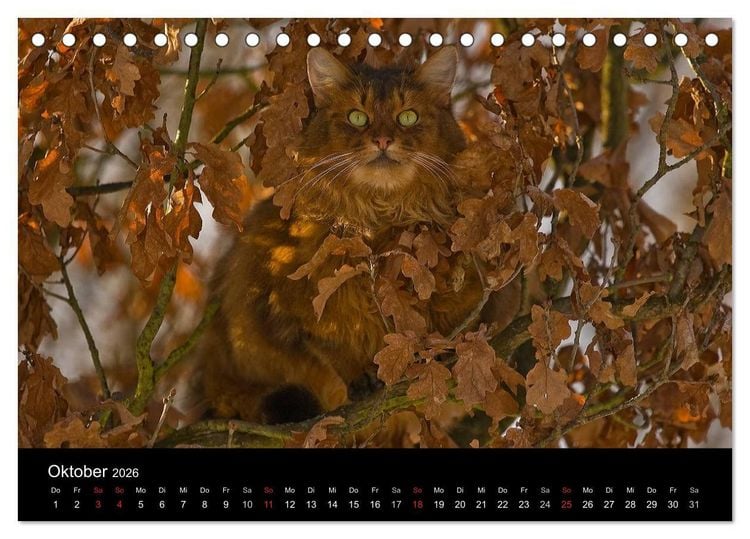 Produktbild: Freig&auml;nger - Hauskatzen unterwegs (Tischkalender 2026 DIN A5 quer), CALVENDO Monatskalender