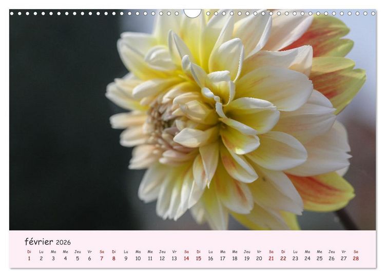 Produktbild: Les Dahlias en pleine floraison (Calendrier mural 2026 DIN A3 vertical), CALVENDO calendrier mensuel