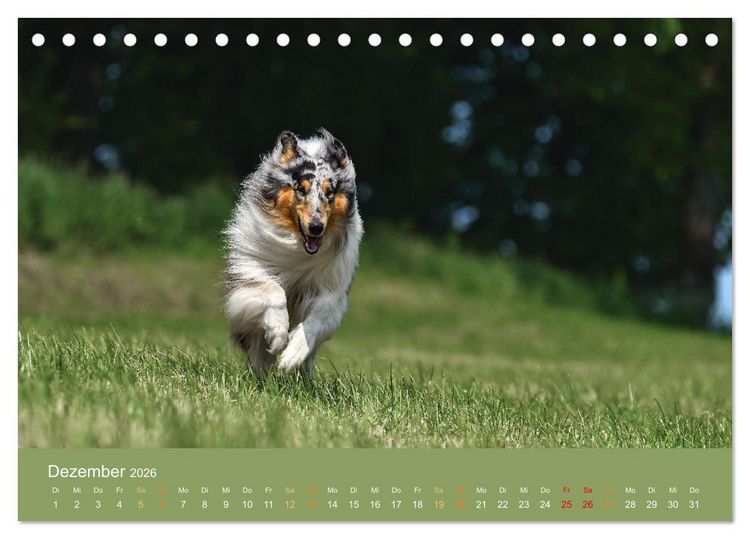 Produktbild: Fantastische Collies - Sieger der Herzen (Tischkalender 2026 DIN A5 quer), CALVENDO Monatskalender