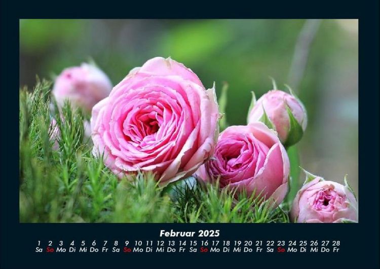 Produktbild: Rosentraum 2025 Fotokalender DIN A4