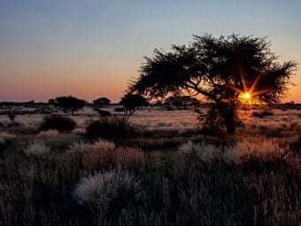 Produktbild: CALVENDO Puzzle Akazienbaum in der Kalahari-W&uuml;ste in Namibia | 1000 Teile Lege-Gr&ouml;&szlig;e 64x48cm Foto-Puzzle f&uuml;r gl&uuml;ckliche Stunden