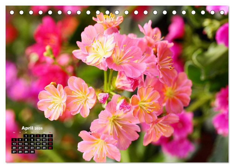 Produktbild: Lewisia, das Porzellanr&ouml;schen (Tischkalender 2026 DIN A5 quer), CALVENDO Monatskalender