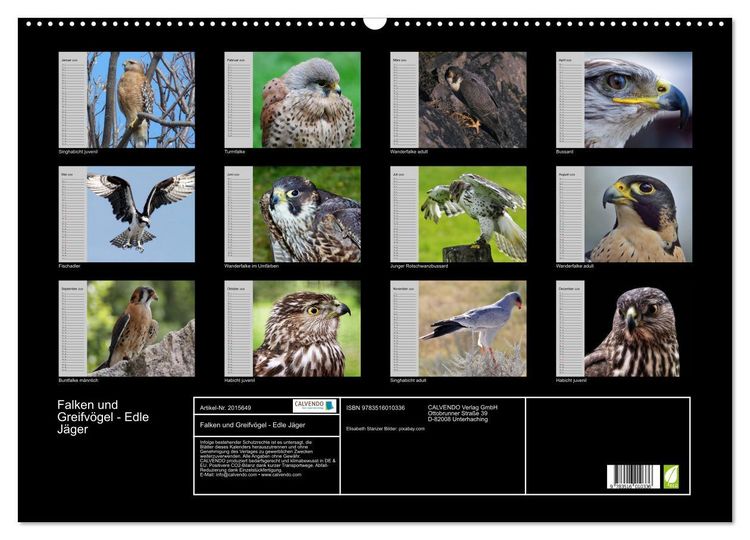 Produktbild: Falken und Greifv&ouml;gel - Edle J&auml;ger (Wandkalender 2026 DIN A2 quer), CALVENDO Monatskalender