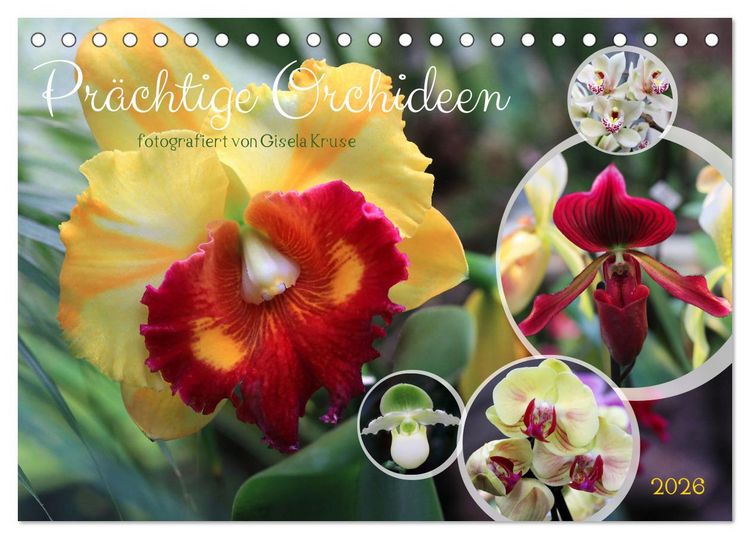 Produktbild: Pr&auml;chtige Orchideen (Tischkalender 2026 DIN A5 quer), CALVENDO Monatskalender