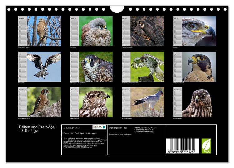 Produktbild: Falken und Greifv&ouml;gel - Edle J&auml;ger (Wandkalender 2026 DIN A4 quer), CALVENDO Monatskalender