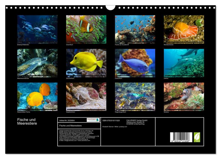 Produktbild: Fische und Meerestiere (Wandkalender 2026 DIN A3 quer), CALVENDO Monatskalender