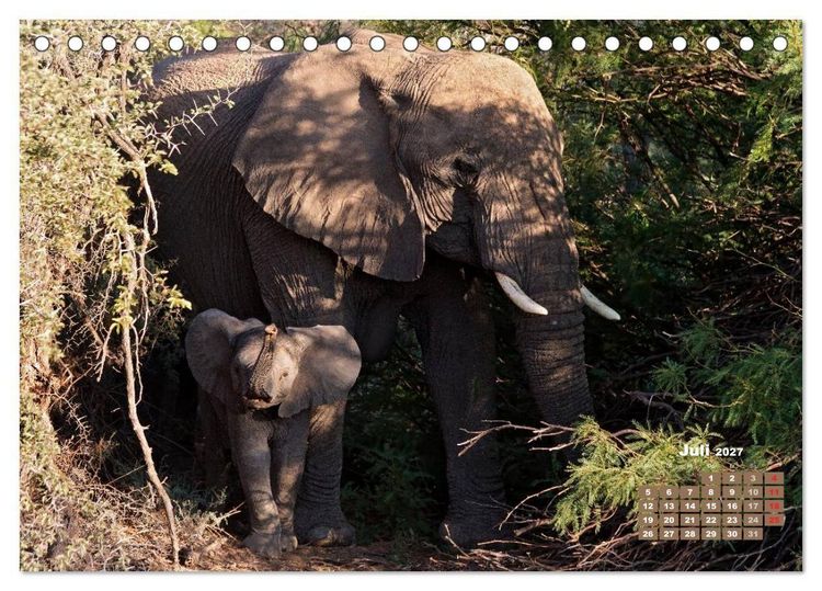 Produktbild: Afrikas Tierwelt: Elefantenbabys (Tischkalender 2027 DIN A5 quer), CALVENDO Monatskalender