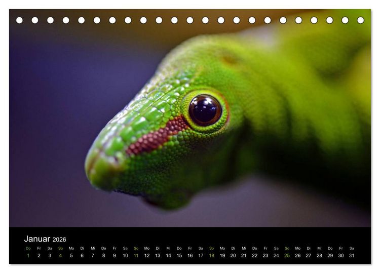 Produktbild: Reptilien (Tischkalender 2026 DIN A5 quer), CALVENDO Monatskalender