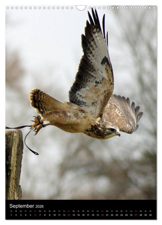 Produktbild: Scharfe Krallen, scharfe Augen, Greifv&ouml;gel und Eulen im Wildpark (Wandkalender 2026 DIN A3 hoch), CALVENDO Monatskalender