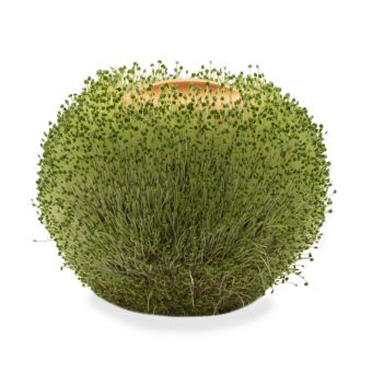 Produktbild: Terracotta Round Planter