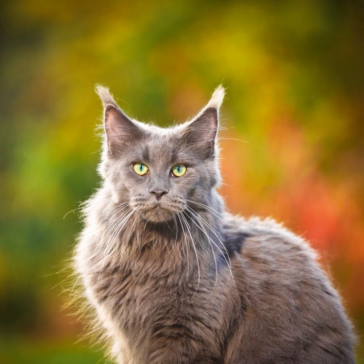 Produktbild: Cool Cats 2027