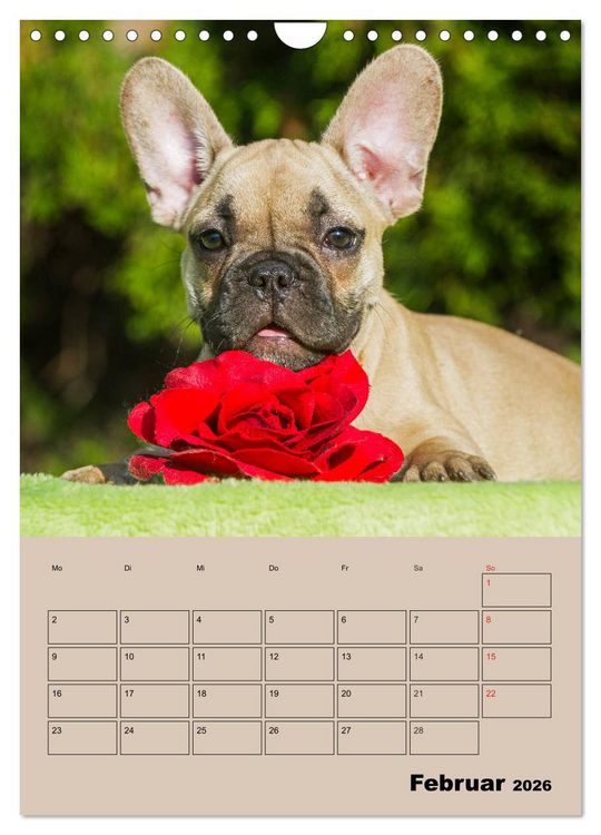 Produktbild: Jahresplaner Franz&ouml;sische Bulldogge (Wandkalender 2026 DIN A4 hoch), CALVENDO Monatskalender