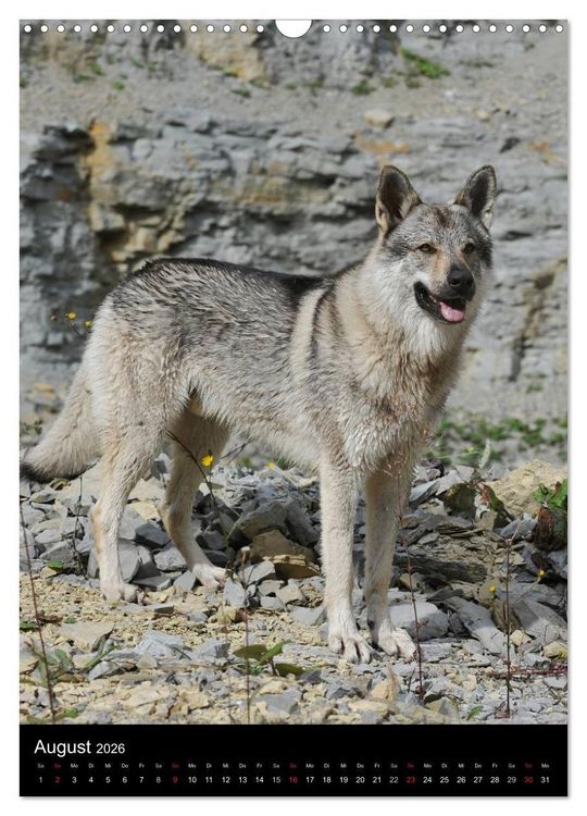 Produktbild: Faszination Wolfhund (Wandkalender 2026 DIN A3 hoch), CALVENDO Monatskalender