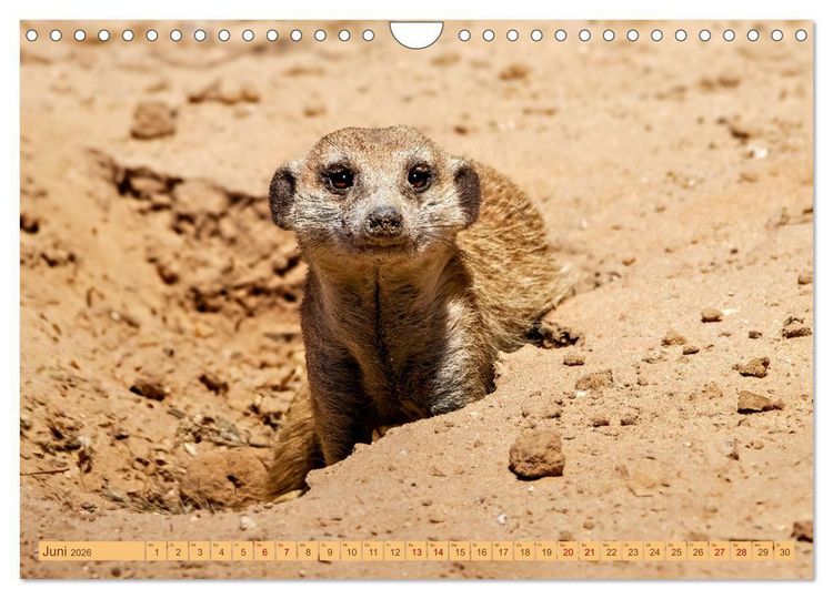 Produktbild: Afrikas Tierwelt - Erdm&auml;nnchen (Wandkalender 2026 DIN A4 quer), CALVENDO Monatskalender