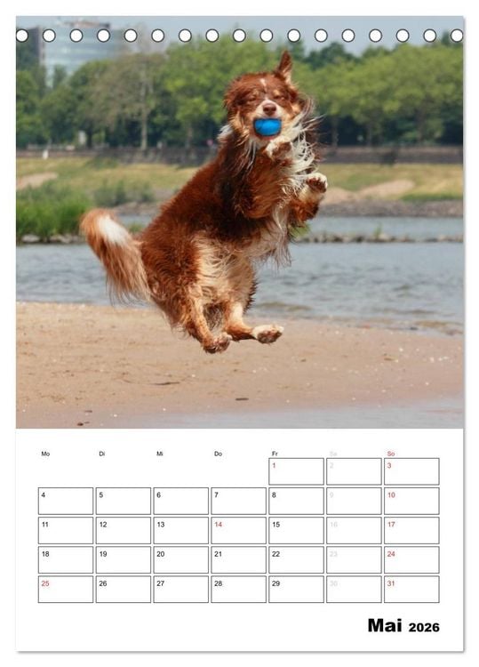 Produktbild: Australian Shepherd (Tischkalender 2026 DIN A5 hoch), CALVENDO Monatskalender