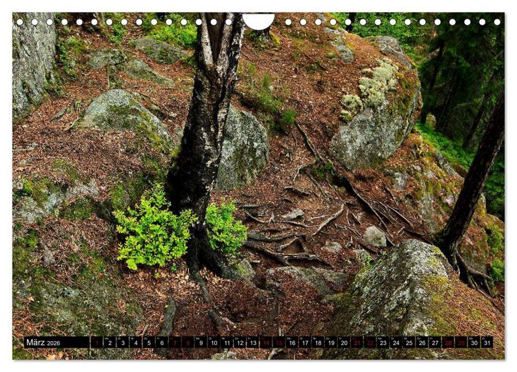 Produktbild: Tiveden, der NatURWALD in Schweden (Wandkalender 2026 DIN A4 quer), CALVENDO Monatskalender