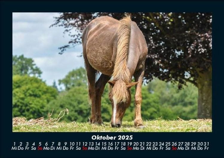 Produktbild: Die Welt der Pferde 2025 Fotokalender DIN A5