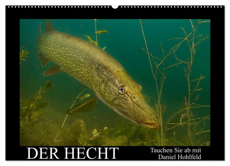 Produktbild: Der Hecht - Tauchen Sie ab mit Daniel Hohlfeld (Wandkalender 2026 DIN A2 quer), CALVENDO Monatskalender