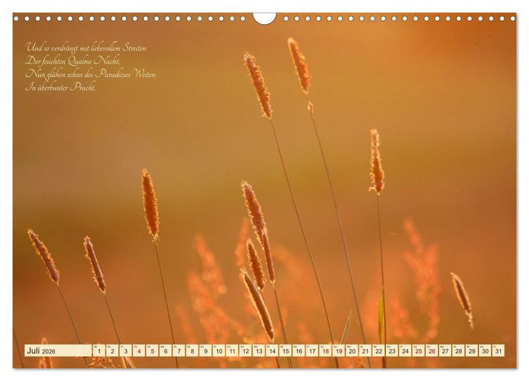 Produktbild: Sommergr&auml;ser (Wandkalender 2026 DIN A3 quer), CALVENDO Monatskalender