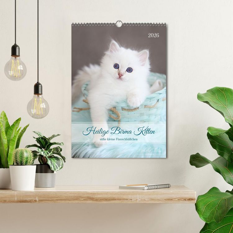 Produktbild: Heilige Birma Kitten - s&uuml;&szlig;e kleine Flauschb&auml;llchen (Wandkalender 2026 DIN A3 hoch), CALVENDO Monatskalender