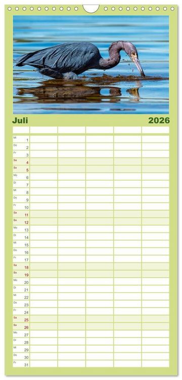 Produktbild: Familienplaner 2026 - Blaureiher und Dreifarbenreiher mit 5 Spalten (Wandkalender, 21 x 45 cm) CALVENDO
