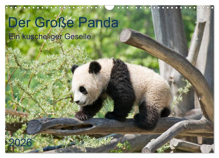 Produktbild: Der Gro&szlig;e Panda Ein kuscheliger Geselle (Wandkalender 2026 DIN A3 quer), CALVENDO Monatskalender