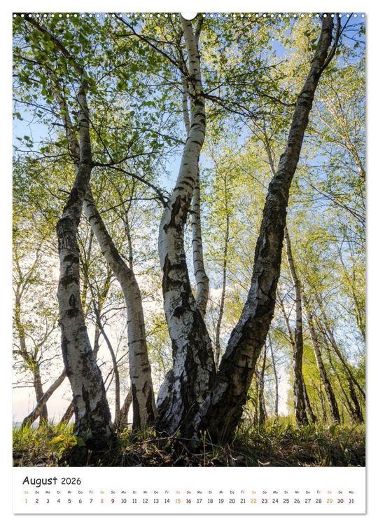 Produktbild: B&auml;ume im Harz (Wandkalender 2026 DIN A2 hoch), CALVENDO Monatskalender