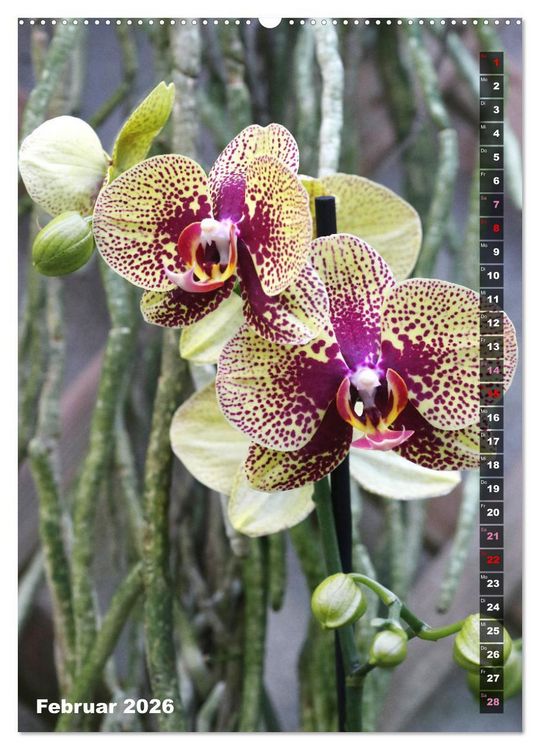 Produktbild: Freude an Orchideen (hochwertiger Premium Wandkalender 2026 DIN A2 hoch), Kunstdruck in Hochglanz