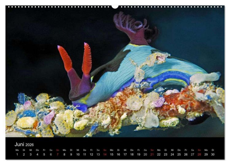 Produktbild: Unterwasserwelt Nacktschnecken (hochwertiger Premium Wandkalender 2026 DIN A2 quer), Kunstdruck in Hochglanz