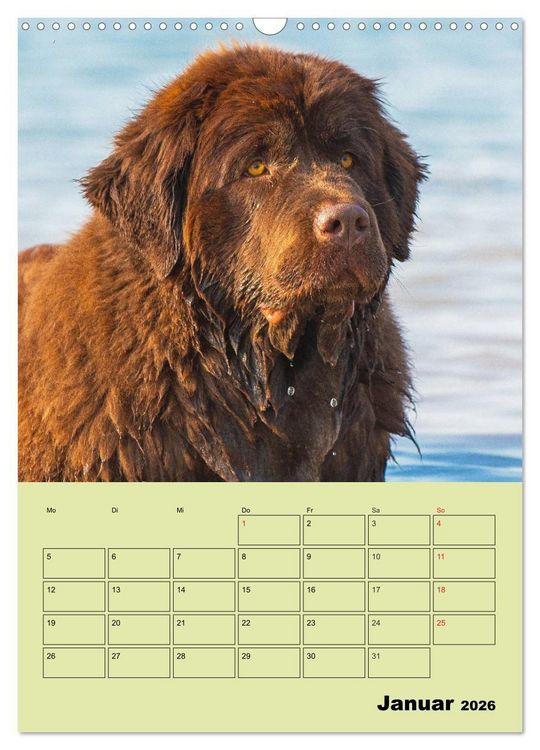 Produktbild: B&auml;rige Freunde - Familienplaner Brauner Neufundl&auml;nder (Wandkalender 2026 DIN A3 hoch), CALVENDO Monatskalender