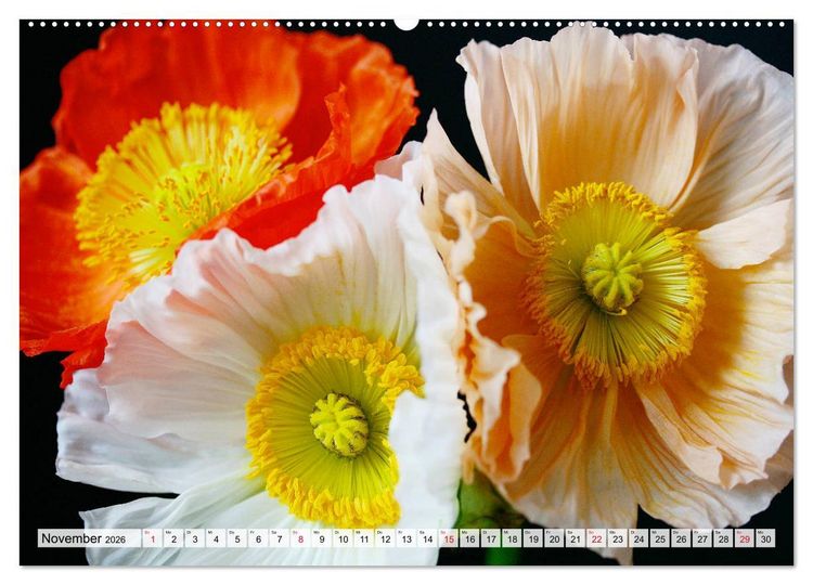 Produktbild: Prachtvolle Mohnbl&uuml;ten (hochwertiger Premium Wandkalender 2026 DIN A2 quer), Kunstdruck in Hochglanz