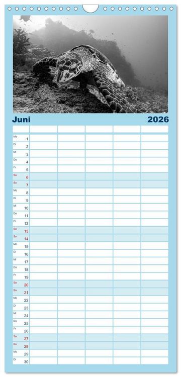 Produktbild: Familienplaner 2026 - Schildkr&ouml;ten des Ozeans mit 5 Spalten (Wandkalender, 21 x 45 cm) CALVENDO