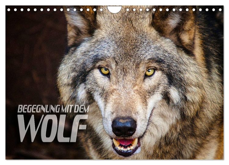 Produktbild: Begegnung mit dem Wolf (Wandkalender 2026 DIN A4 quer), CALVENDO Monatskalender