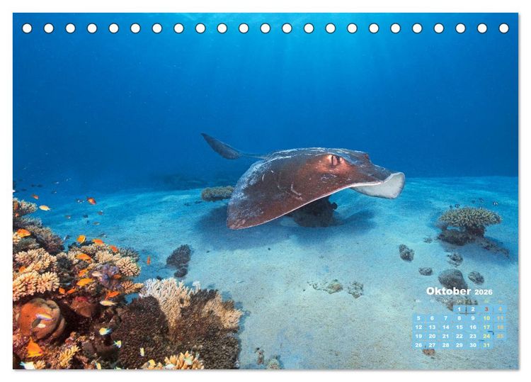 Produktbild: Tiere des Meeres: Faszination Tauchen (Tischkalender 2026 DIN A5 quer), CALVENDO Monatskalender
