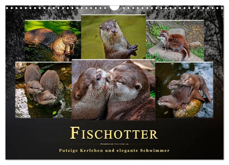 Produktbild: Fischotter - putzige Kerlchen und elegante Schwimmer (Wandkalender 2026 DIN A3 quer), CALVENDO Monatskalender