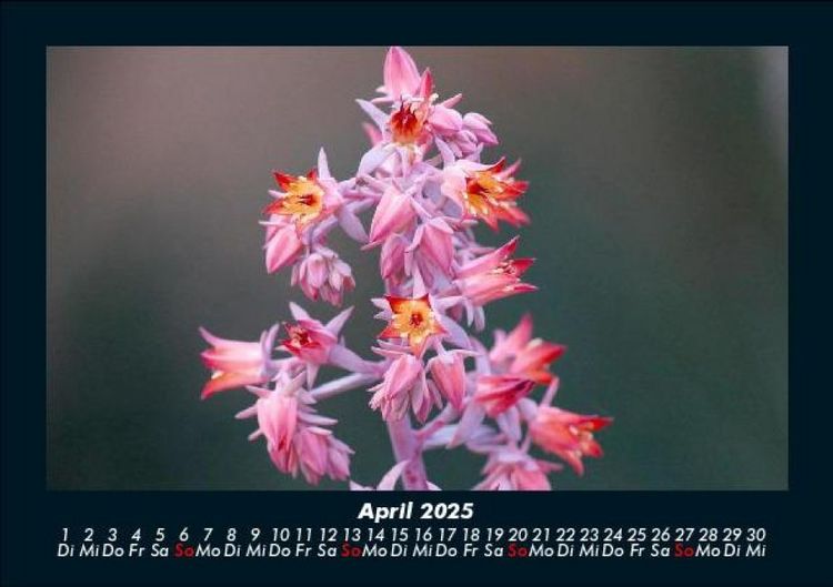 Produktbild: Blumenkalender 2025 Fotokalender DIN A5