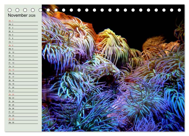 Produktbild: Die Welt der Riffe. Seesterne, Korallen, Anemonen (Tischkalender 2026 DIN A5 quer), CALVENDO Monatskalender